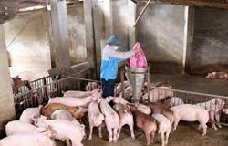 Chăn nuôi tiếp tục gặp khó khăn