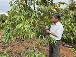 Bao giờ hết cảnh “trồng – chặt”?
