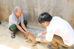 Triển khai tiêm gần 60.000 liều vắc-xin dại cho chó, mèo
