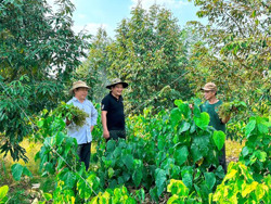 Rau Tây Bắc "bén duyên" trên đất Tây Nguyên