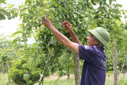 Cuộc cách mạng của rừng và bài toán sinh kế: Bài học ở tỉnh Đăk Lăk