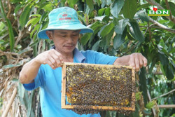 Nông dân Đắk Nông thu hàng chục triệu đồng từ thuần phục ong rừng 