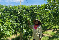 Người trồng chanh dây lao đao vì giá “lao dốc”