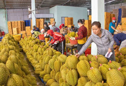 Nhiều triển vọng xuất khẩu nông sản