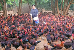 Người chăn nuôi đứng trước nhiều áp lực