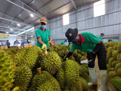 Chủ động trong sản xuất, tiêu thụ nông sản