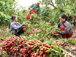 Nhộn nhịp nông sản vào mùa