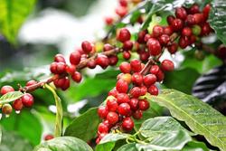 Giá cà phê liên tục lập kỷ lục, Việt Nam có thể đánh mất lợi thế vào tay Brazil?