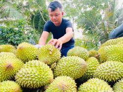 Để trái cây tỉ USD không là giấc mơ