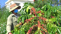 Để nông dân định giá nông sản