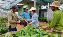 Cây giống cà phê giá tăng gấp 2 - 3 lần vẫn 'cháy hàng'