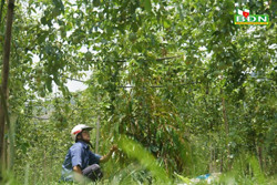 "Hụt hơi" theo chanh dây