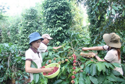 Khát vọng cà phê nhìn từ một phiên đấu giá