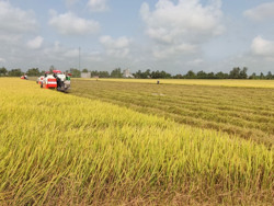 Xuất khẩu nông sản bền vững, cách nào?