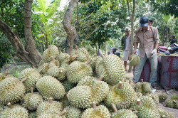 Niềm vui ở 'thủ phủ' sầu riêng