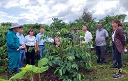 EUDR & cơ hội với ngành cà phê Góc nhìn từ thủ phủ Đắk Lắk: Cơ hội nhiều hơn thách thức