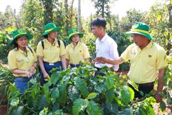 Canh tác cà phê thông minh ứng phó với biến đổi khí hậu: Bón phân thông minh như thế nào để cà phê đạt hiệu quả kinh tế cao?