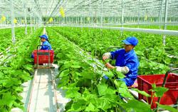 Nông nghiệp khó thu hút đầu tư, vì sao?