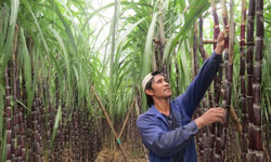 Áp thuế tiêu thụ đặc biệt với đồ uống có đường: Nhiều ngành có thể bị ảnh hưởng