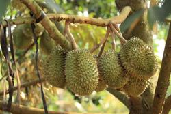 Ứng phó thời tiết bất lợi, tăng cường chăm sóc sầu riêng giai đoạn nuôi trái