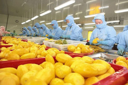 Xuất khẩu rau quả lập kỷ lục mới