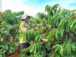 Hỗ trợ hợp tác xã xây dựng hạ tầng phát triển cà phê chất lượng cao