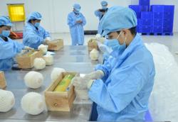 Dừa sẽ lọt vào top xuất khẩu 'tỷ đô'?