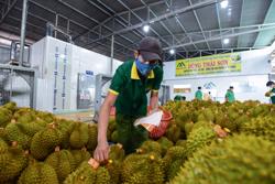 Chuyên gia SPS chỉ bí quyết giúp sầu riêng chiếm lĩnh thị trường Trung Quốc