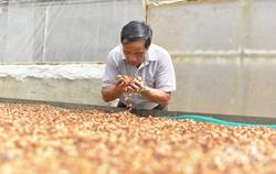 Cà phê robusta thời đại mới: Cần chiến lược mới cho cà phê robusta