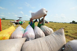 Chớp thời cơ xuất khẩu gạo