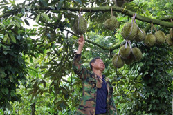 Đắk Lắk: Sầu riêng tăng giá, 'sốt' hàng