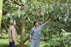 Giữ giá sầu riêng ổn định: Cần sự gắn kết chặt chẽ