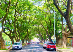 Cây xanh đô thị: "Điểm nhấn" của Buôn Ma Thuột