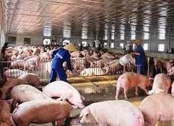 Giá lợn hơi tiếp tục biến động: Hộ chăn nuôi vẫn e dè tái đàn