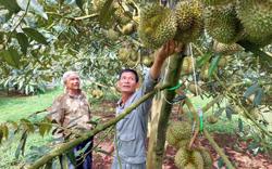Ban Quản lý Khu kinh tế cửa khẩu Đồng Đăng - Lạng Sơn: Trung Quốc tạm dừng nhập khẩu sầu riêng là tin không chính xác