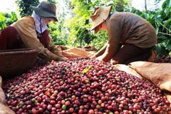 Giá xuất khẩu cà phê tháng 8/2023 cao kỷ lục trong bối cảnh nguồn cung đã cạn kiệt
