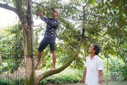 Giám sát chặt mã số vùng trồng, cơ sở đóng gói