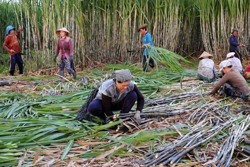 Giá đường tăng, nguy cơ găm hàng đẩy giá
