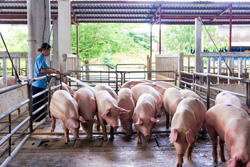 Bấp bênh giá thịt lợn, người nuôi ngại tái đàn