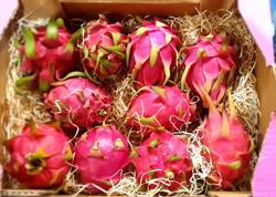 Xuất khẩu thanh long sang Vương quốc Anh vẫn theo quy định hiện hành