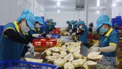 Tín hiệu vui từ ngành rau quả