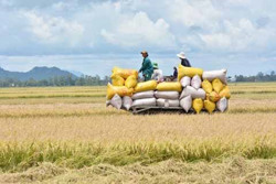 Để xuất khẩu gạo đi được đường dài