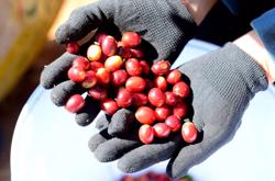 Xuất khẩu cà phê đạt kỷ lục mới về giá trị