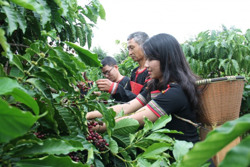 Hướng đến nền nông nghiệp sinh thái công nghệ cao và đa giá trị