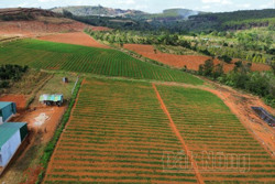Nông dân vùng biên Đắk Nông thu hàng trăm triệu đồng từ hoa lay ơn