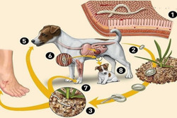 Nhiễm ký sinh trùng từ thú cưng