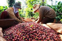 Cà phê xuất khẩu trên đà tăng giá