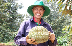 Vụ sầu riêng 'sản sinh' nhiều tỷ phú