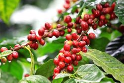 Đà tăng giá cà phê sẽ còn kéo dài đến năm 2024?