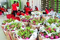 Cẩn trọng trong giao thương, xuất khẩu nông sản